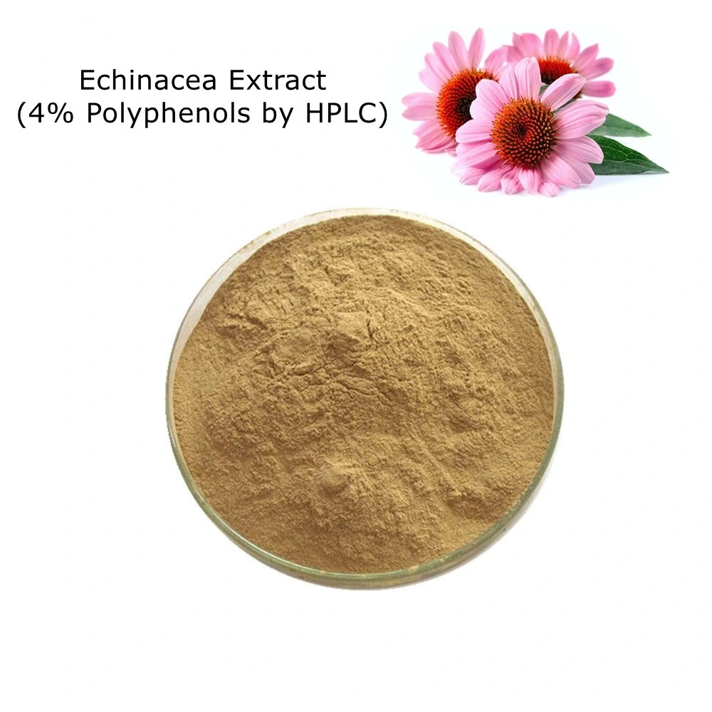 Echinacea Extract 4% Polyphenols by HPLC 100%Natural