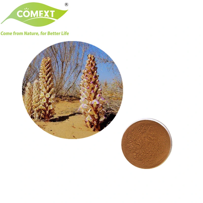 Comext Echinacoside 20% Cistanche Tubulosa Extract Manufacturer Price Cistanche Deserticola