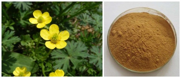 Factory Supply Cat Claw Extract Natural Alkaloids Powder Best Price Fast Shipping