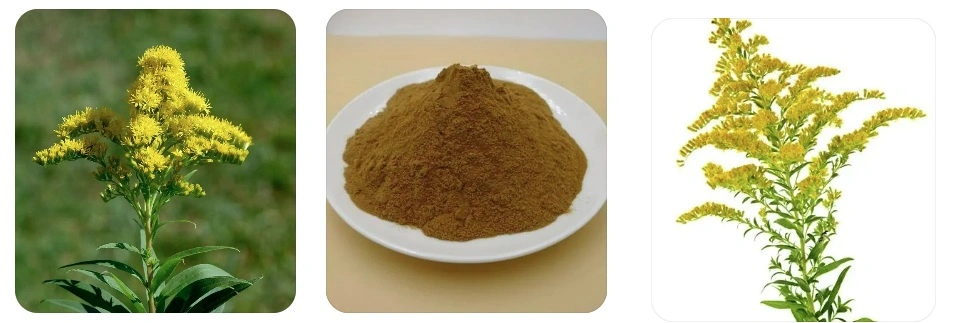 E. K Herb Factory Health Products Anti-Bacterial Plant Extract Goldenrod Extract Powder 10: 1 Goldenrod Extract