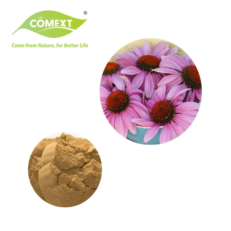 Comext Natural Cichoric Acid 1% 4% Echinacea Purpurea Extract Cichoric Acid