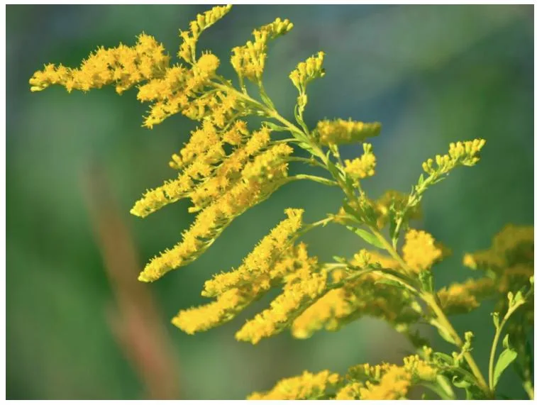 E. K Herb Factory Health Products Anti-Bacterial Plant Extract Goldenrod Extract Powder 10: 1 Goldenrod Extract