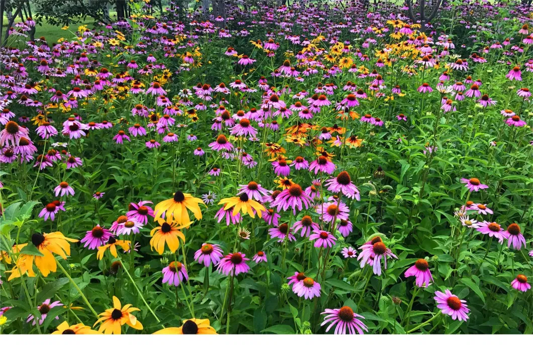 Echinacea Purpurea Extract 4% Polyphenols 2% -4% Cichoric Acid Reliable Supplier