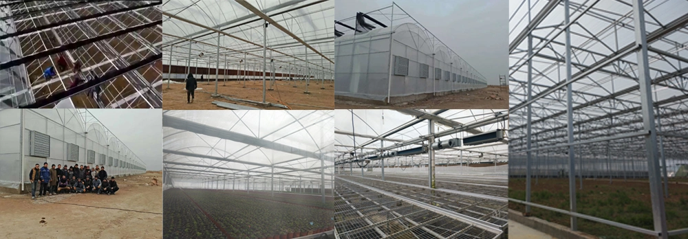 Agricultural Multi Span Venlo Glass Greenhouse for Flowers