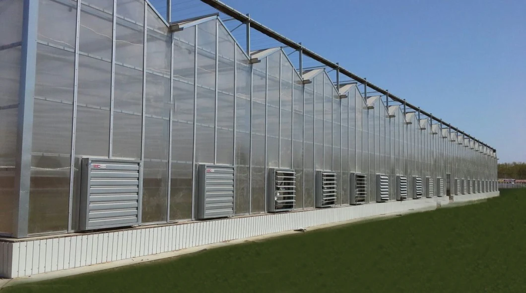 Hot-DIP Galvanized Steel Frame Plastic Sheet Aeroponics System Hydroponic for Greenhouses Multi Span Greenhouse