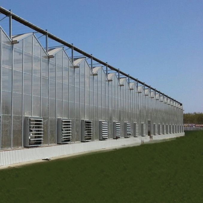 Hot Galvanized Steel Frame Structure Plastic Sheet Hydroponic Systems Greenhouse