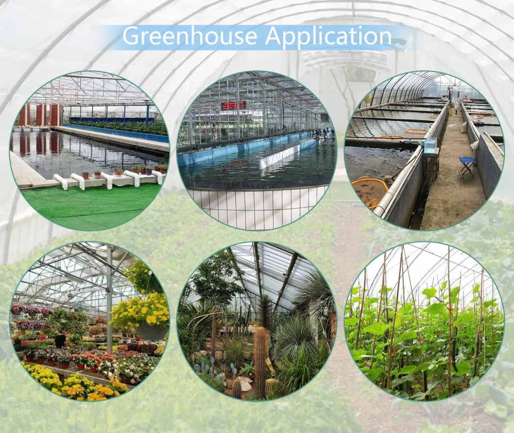 Hot Galvanized Steel Frame Structure Plastic Sheet Hydroponic Systems Greenhouse