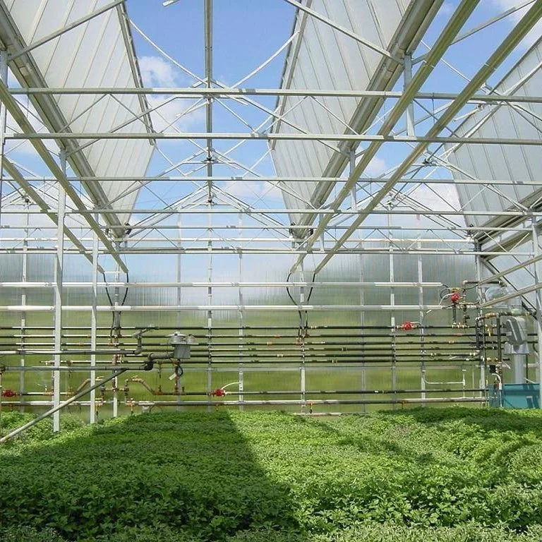 Hot Galvanized Steel Frame Structure Plastic Sheet Hydroponic Systems Greenhouse