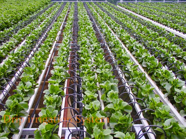 Dripping Irrigation System for Greenhouse