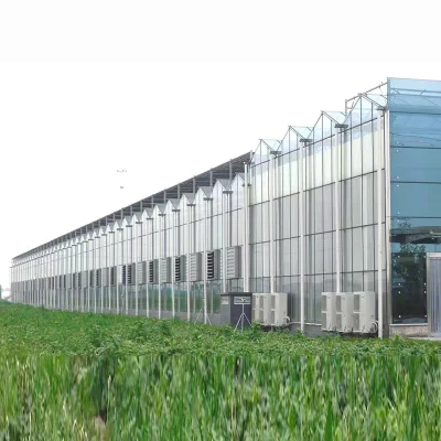  Hot DIP Galvanized Steel Multi Span Glass Greenhouse