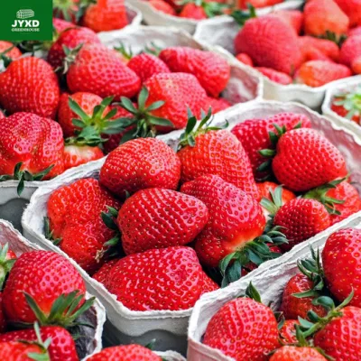  Greenhouses de una sola Span de uso interior de la pequeña sola del uso de la capacidad pesada de la cultivación grande Politeno fresas Tomate semilla Comercial