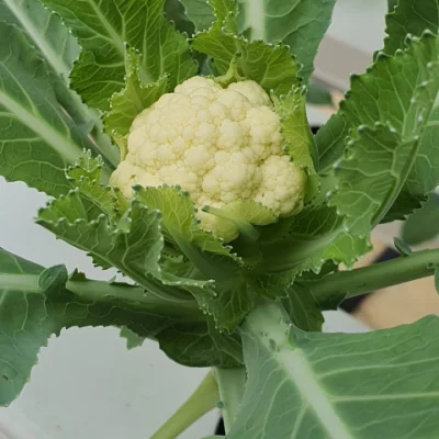 Hydroponic Indoor Garden PVC NFT Hydroponics Canal de crecimiento para Venta