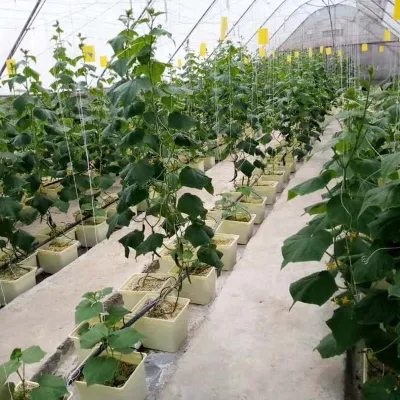 11L Sistema de Cultivo Hidropónico Dutch Bucket con Codos de Sifón