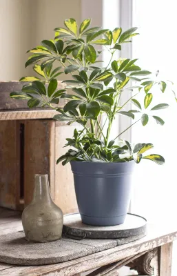 Eclipse Round Planter Saucer Flores interiores al aire libre Verduras Hierbas Fresa Bote de planta