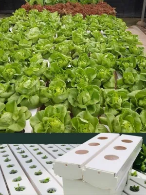 Personalizable y profesionales de agricultura hidropónica Vertical de los sistemas de cultivo hidropónico