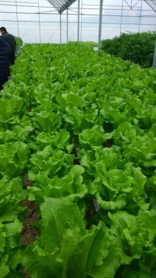 Personalizable y profesionales de agricultura hidropónica Vertical de los sistemas de cultivo hidropónico