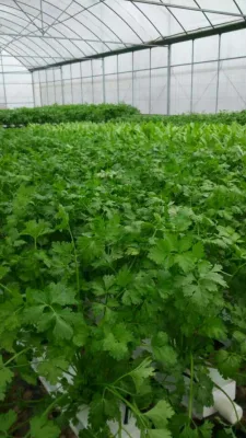 Personalizable y profesionales de agricultura hidropónica Vertical de los sistemas de cultivo hidropónico
