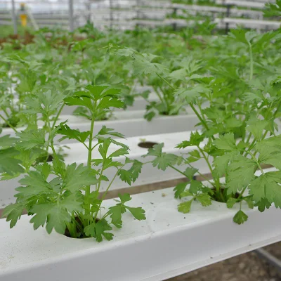 Hydroponic Indoor Garden PVC NFT Hydroponics Canal de crecimiento para Venta