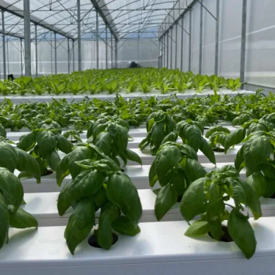 Hydroponic Indoor Garden PVC NFT Hydroponics Canal de crecimiento para Venta