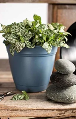 Eclipse Round Planter Saucer Flores interiores al aire libre Verduras Hierbas Fresa Bote de planta