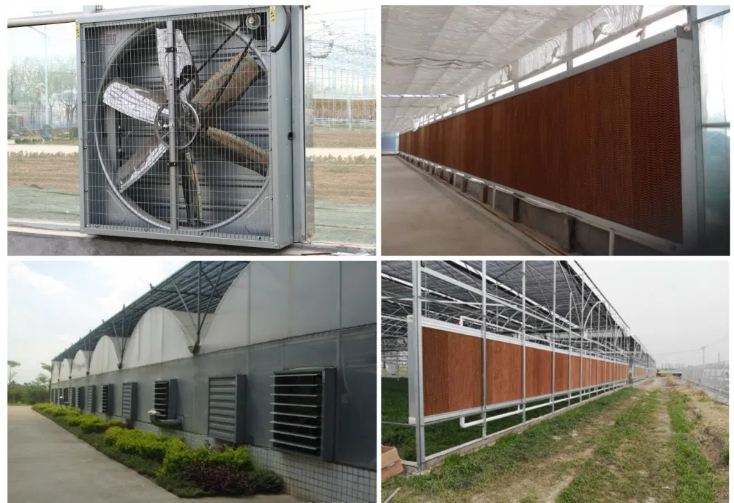 10000m2 Agricultural/Commercial /Multi- Span Film/Po/PE/Plastic Green House for Tomatoes/Cucumber/Peppers/Strawberry with Hydroponic System/Drip Irrigation