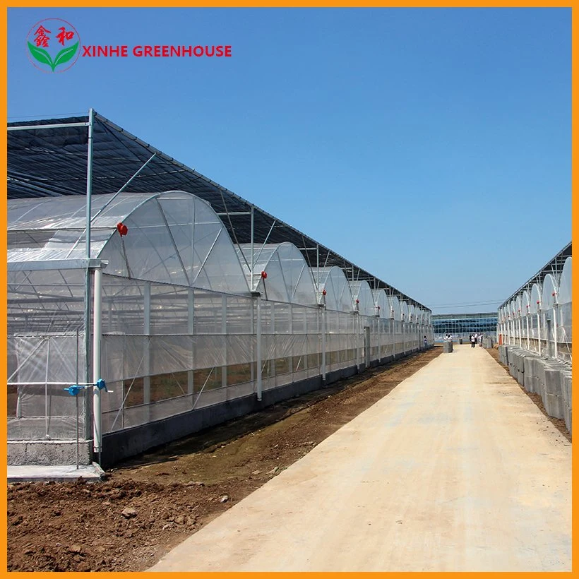 10000m2 Agricultural/Commercial /Multi- Span Film/Po/PE/Plastic Green House for Tomatoes/Cucumber/Peppers/Strawberry with Hydroponic System/Drip Irrigation