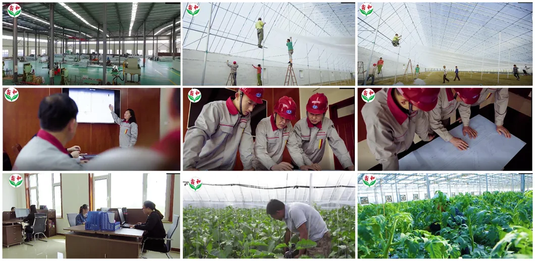 10000m2 Agricultural/Commercial /Multi- Span Film/Po/PE/Plastic Green House for Tomatoes/Cucumber/Peppers/Strawberry with Hydroponic System/Drip Irrigation