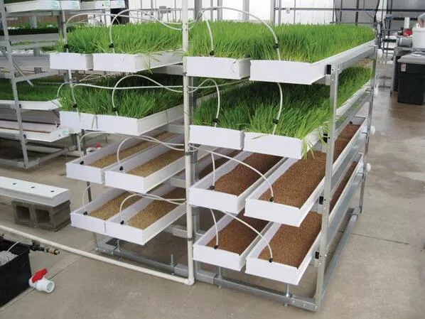 Automatic Irrigation Hydroponic Grow Barley Grass Cultivation Fodder Tray System PVC Gutter