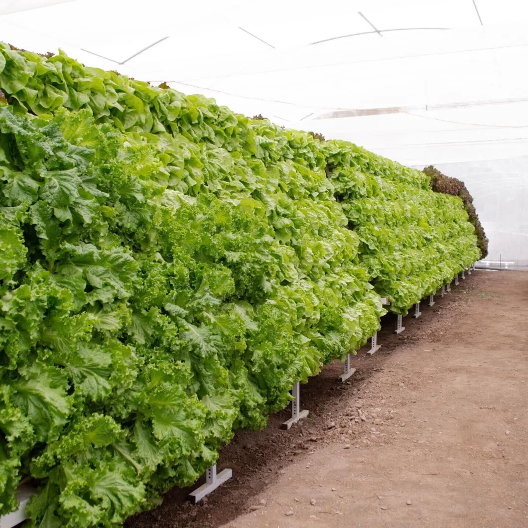 Nft Gully Hydroponic Growing Systems for Farm Cultivation Nft Gully Channel