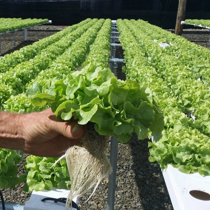 Nft Gully Hydroponic Growing Systems for Farm Cultivation Nft Gully Channel