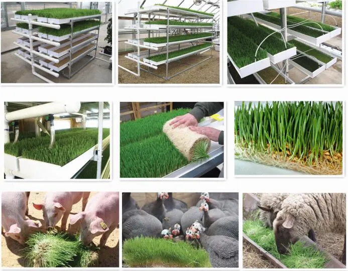 Automatic Irrigation Hydroponic Grow Barley Grass Cultivation Fodder Tray System PVC Gutter