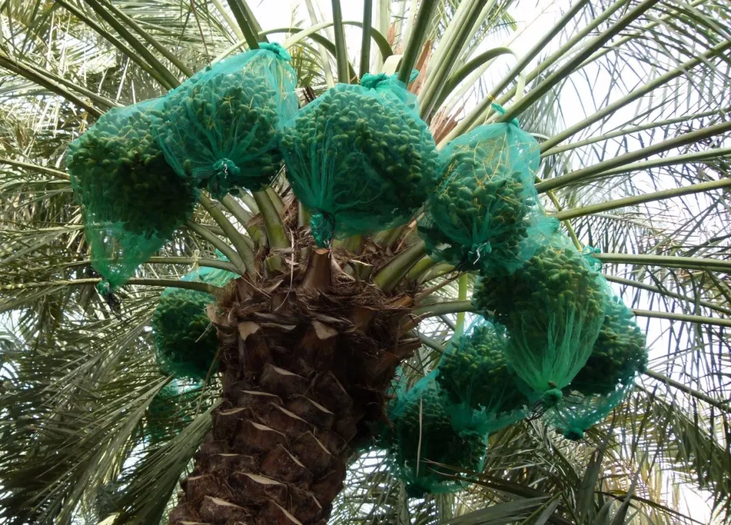 Monofilament Mesh Bag for Dates Palm Tree
