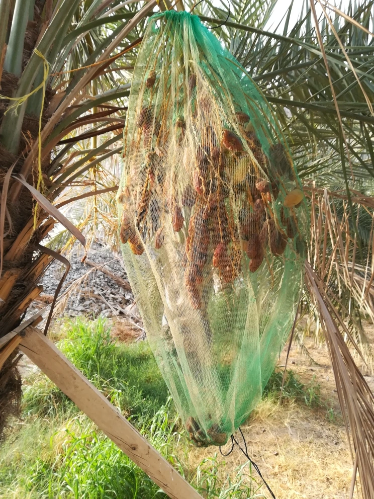 Monofilament Mesh Bag for Dates Palm Tree