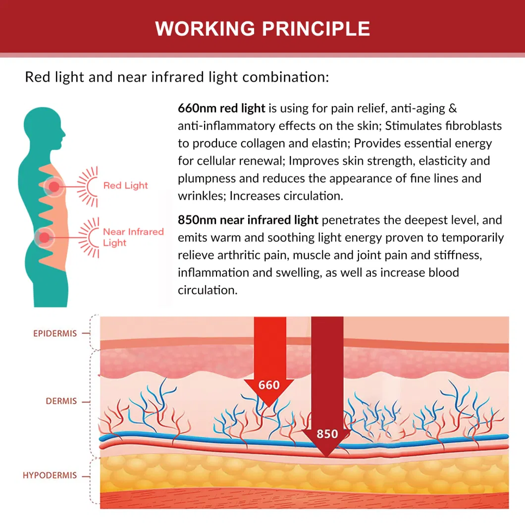 Red Light Belt for Athletes and Fitness Centers to Invest in Health and Performance