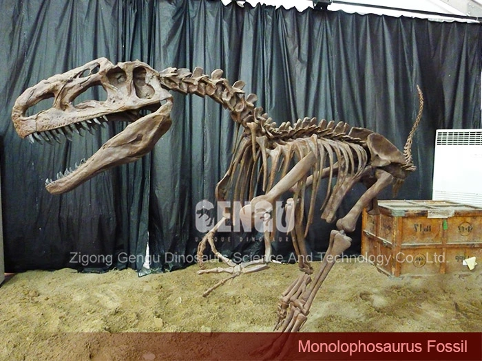Replica Dinosaur Fossils Museum Quality Skeleton Monolophosaurus Fossil