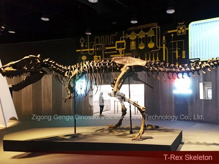 Dinosaur Vertebrae for Sale Complete Dinosaur Fossils T-Rex Skeleton