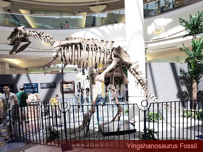 Giant Dinosaur Fossil Dinosaur Vertebrae for Sale Yingshanosaurus Skeleton