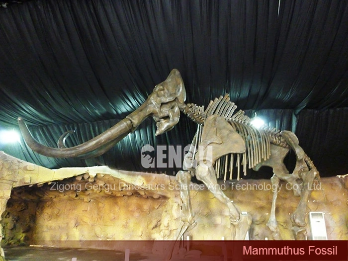 Replica Dinosaur Fossils Museum Dinosaur Skeleton Mammuthus Fossil