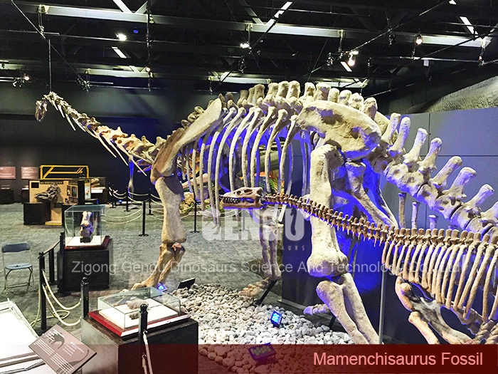 Replica Dinosaur Fossils Museum Quality Skeleton Mamenchisaurus Fossil