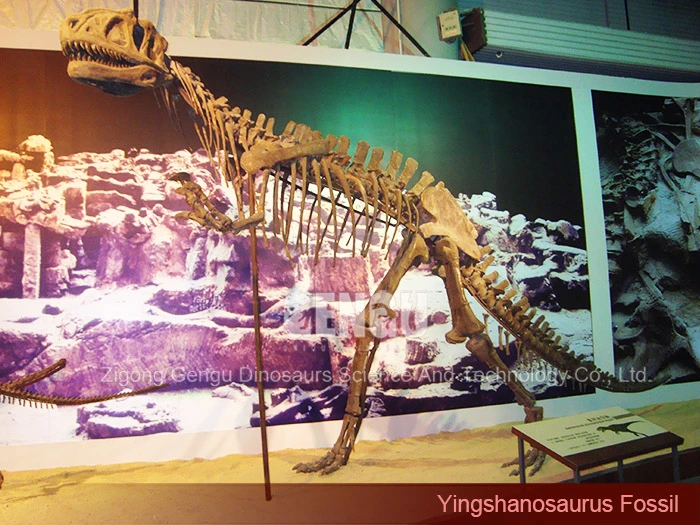 Dinosaur Fossil Replica Museum Quality Dinosaur Yingshanosaurus Skeleton