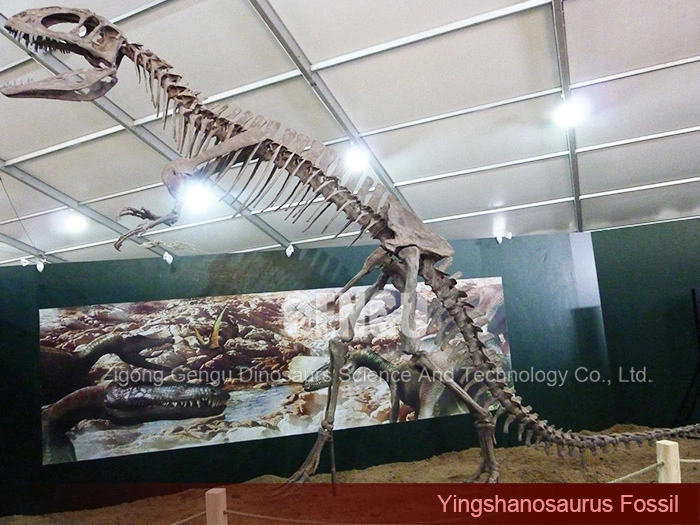 Giant Dinosaur Fossil Dinosaur Skeleton Exhibit Yingshanosaurus Skeleton