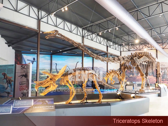 Dinosaur Fossil Molds Complete Dinosaur Fossils Triceratops Skeleton