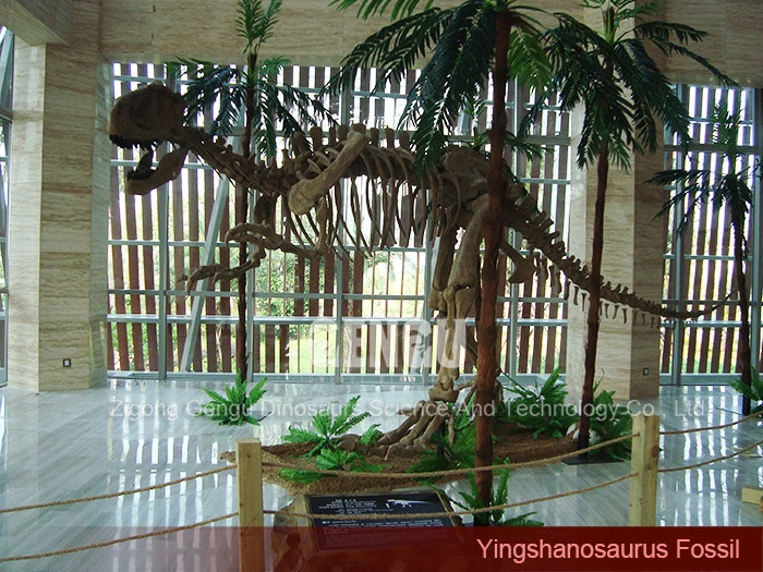 Life Size Dinosaur Skeleton Giant Dinosaur Fossil Yingshanosaurus Skeleton