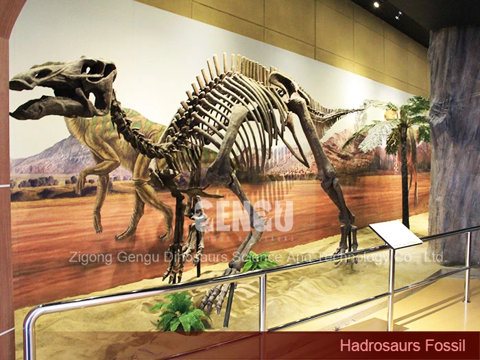 Dinosaur Fossil Molds Life Size Dinosaur Skeleton Hadrosaurus Fossil