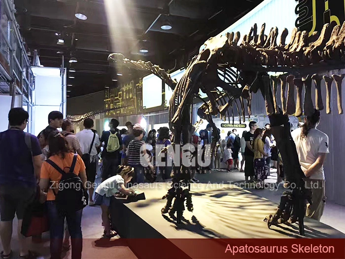 Apatosaurus Skeleton Dinosaur Fossils Sale Dinosaur Fossil Skeleton
