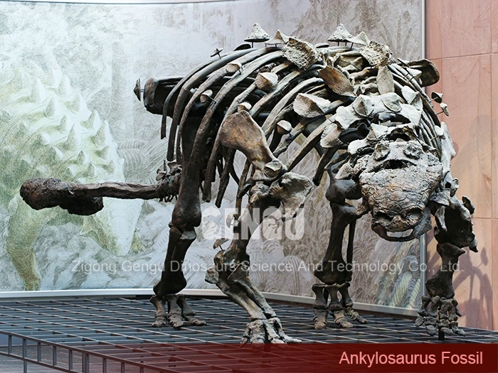 Ankylosaurus Fossil Life Size Skeleton Museum Quality Dinosaur Skeleton