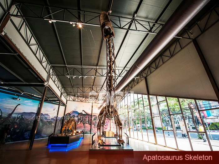 Apatosaurus Skeleton Replica Dinosaur Fossils Complete Dinosaur Fossils
