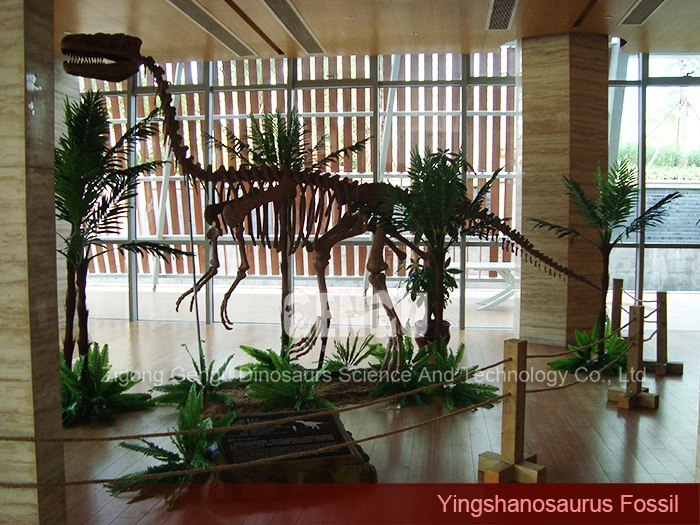 Dinosaur Vertebrae Sale Complete Dinosaur Fossils Yingshanosaurus Skeleton
