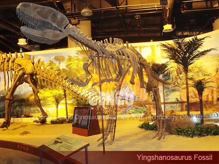Dinosaur Fossil Replica Dinosaur Skeleton Exhibit Yingshanosaurus Skeleton