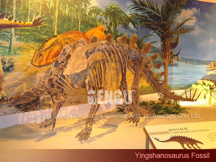 Dinosaur Skeleton Replica Museum Yingshanosaurus Skeleton